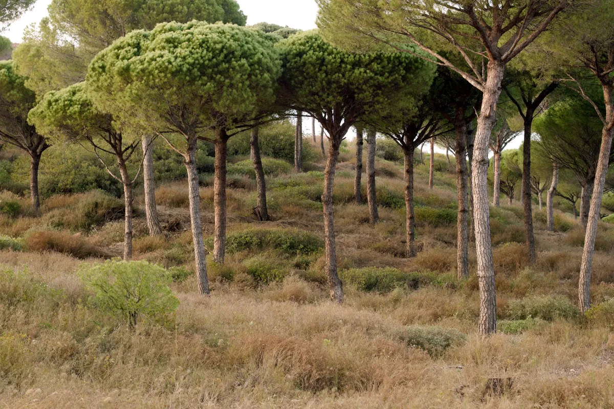 Pins parasols sur le Cap d'Antibes
